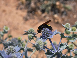 Vivers Càrex - Eryngium maritimum 